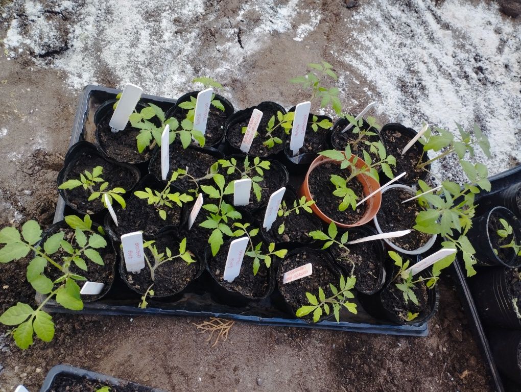 Sadzonki pomidorów sadzonki ogórków sprzedam