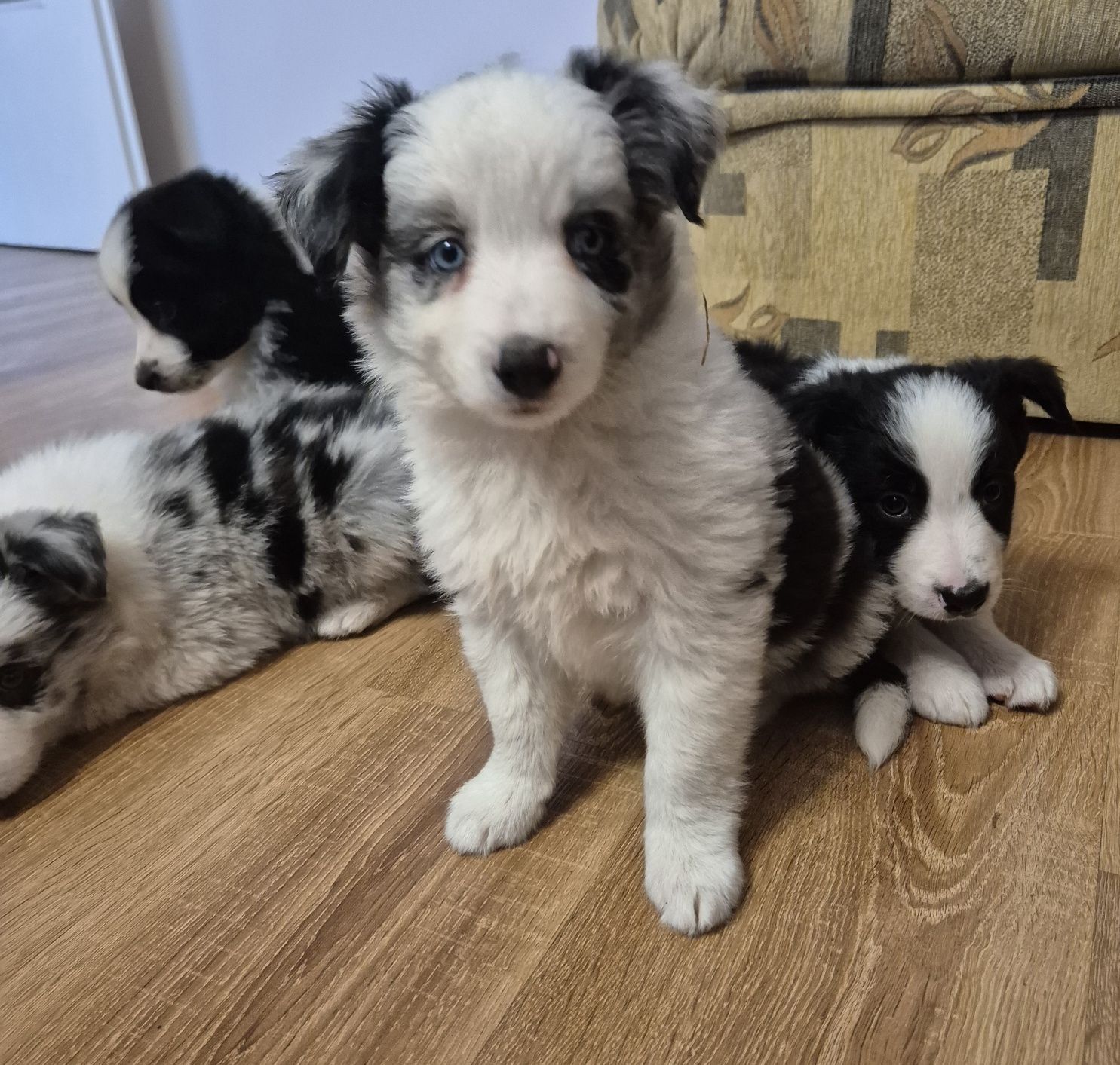 Suczka Border Collie