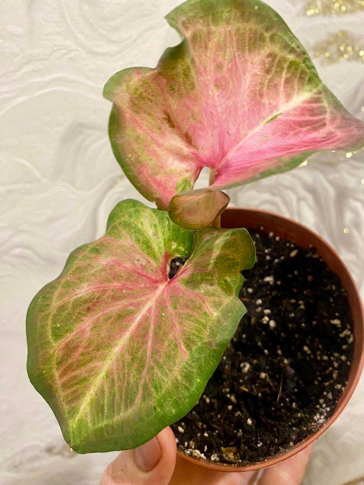 Caladium Bubble  (  "Сердце Иисуса" )
