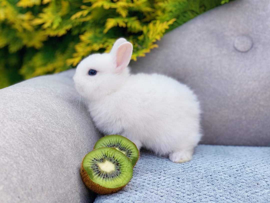 Coelhos anões mini loop super inteligentes