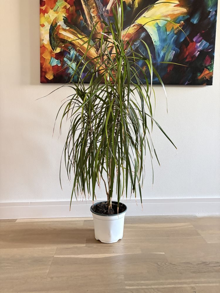 Dracena marginata elegancka roślina Gliwice okazja duża kwiat