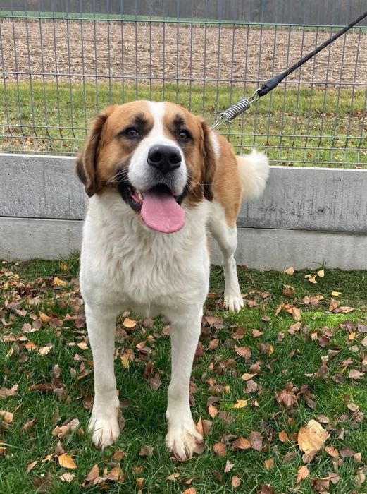 Frodo - uroczy potężny pies w typie bernardyna