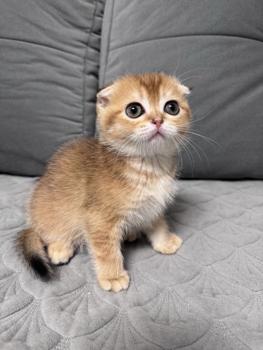 Шотланська кішечка