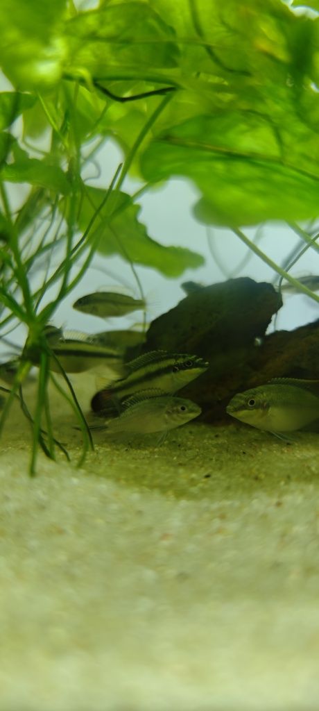 Kribensis casais