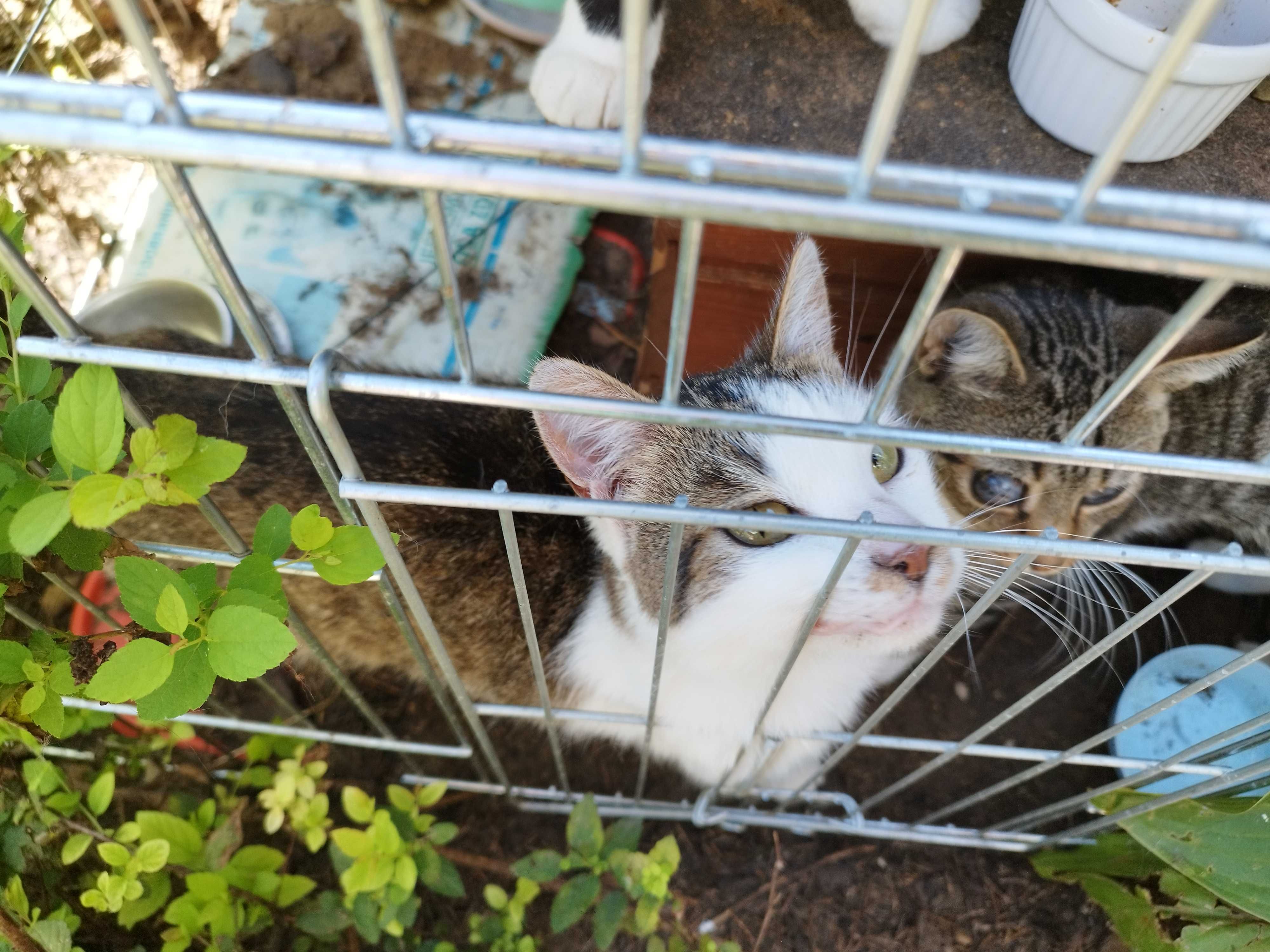 Koty polecają się do adopcji