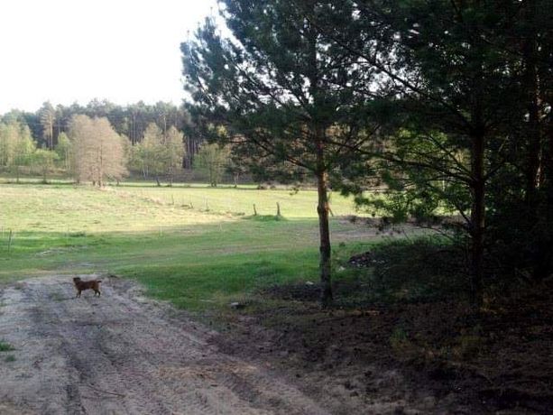 Wynajmę działkę rekreacyjną w Chojnie .