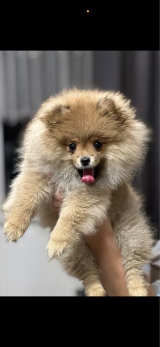 Szpic pomeranian FCI obłedna dziewczynka