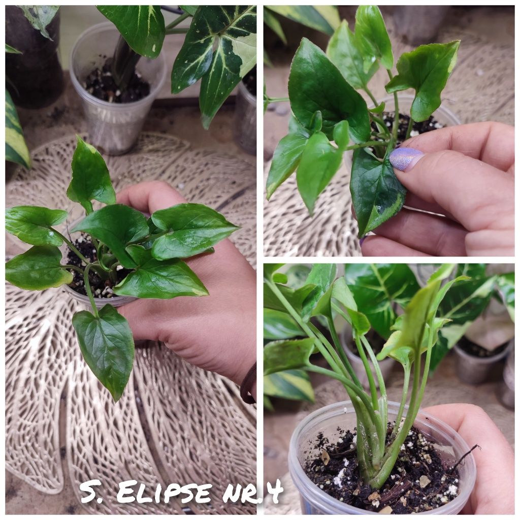 Syngonium Elipse