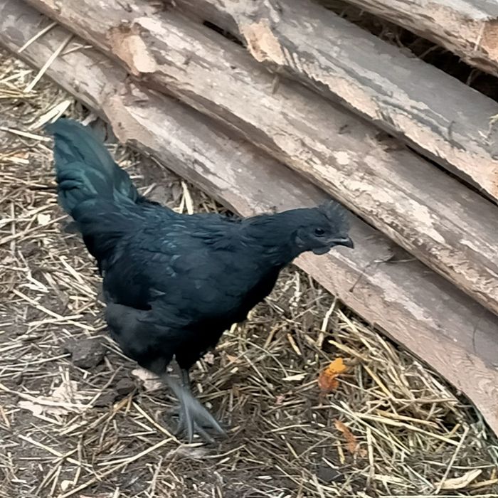 Ayam Cemani, młode koguty
