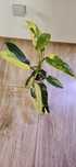 Sprzedam  philodendron siam sunrise.