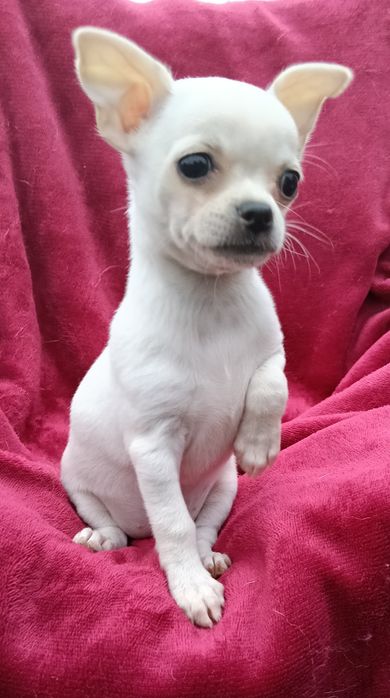 Śliczna sunia chihuahua krótkowłosa ZKwP FCI