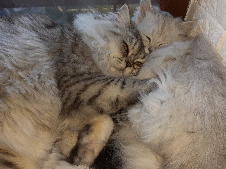 Вязка кошечек,на территории кота