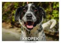 Kropek - wulkan energii czeka na dom! OTOZ Animals Schronisko Ciapkowo