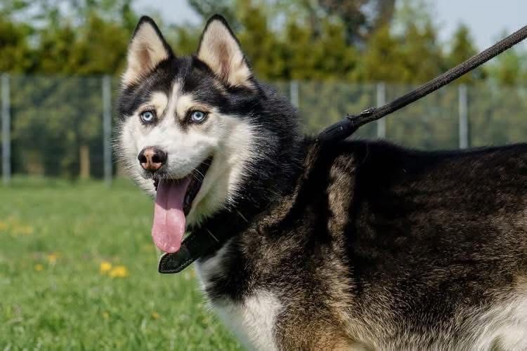 Grubson w typie Husky do odpowiedzianej adopcji