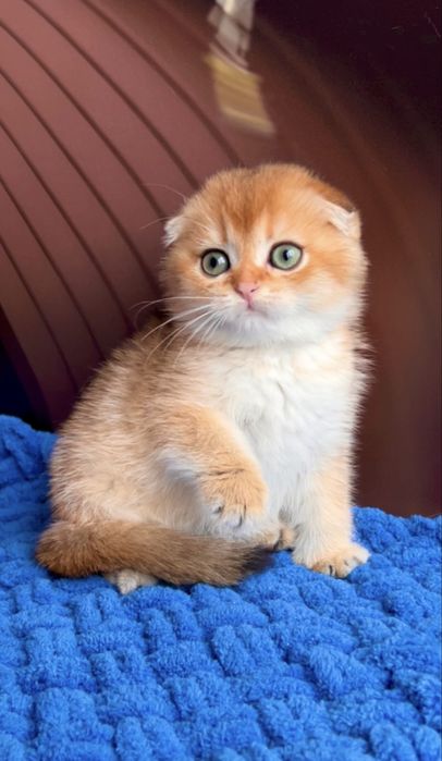 Кіт дорослий в'яжучий золотий шотландський капловухий фолд