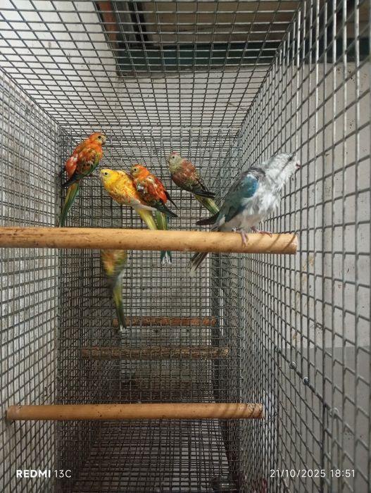 3 casais de red ramps