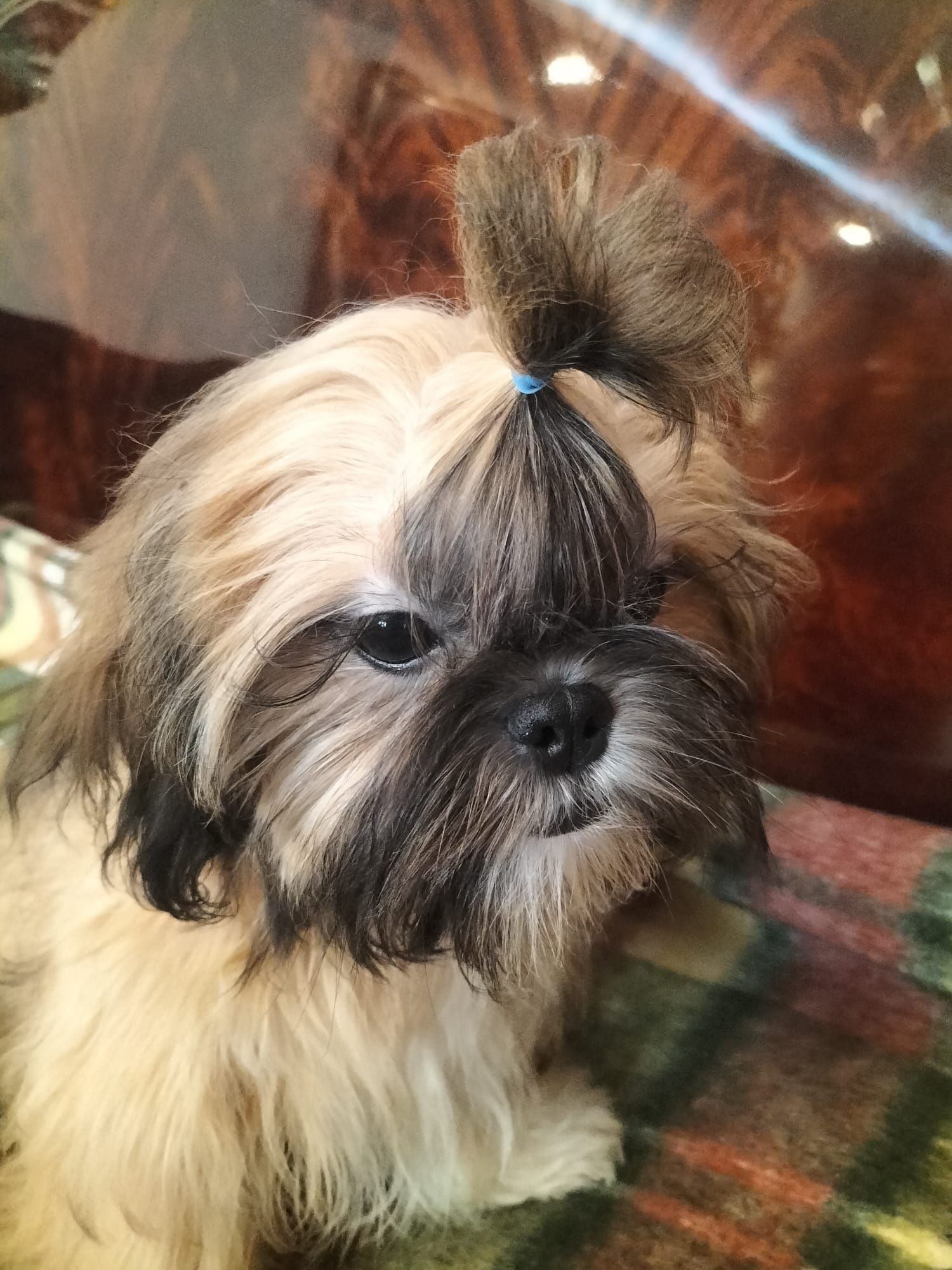 Piesek shih tzu zdrowy z domowej hodowli zdrowy odchowany  3  szczepie