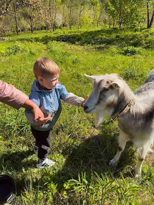 Продається коза. 3 роки.