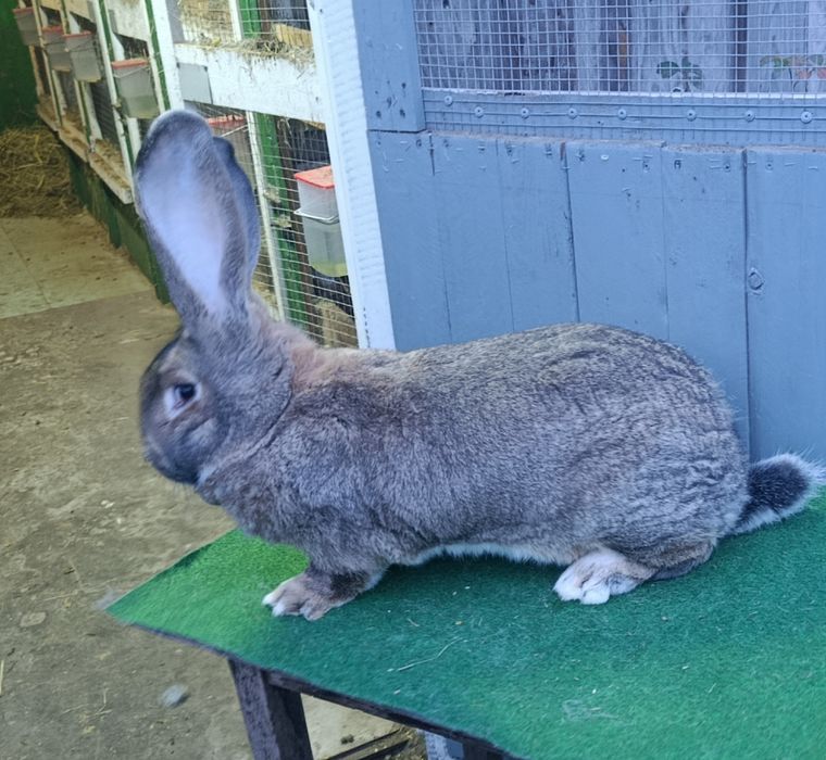 Samica belgijski olbrzym szary