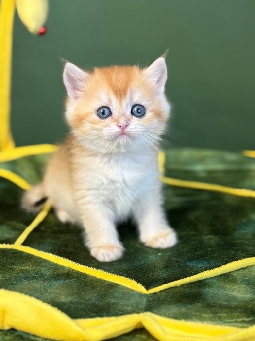 Британские котята золотая шиншилла