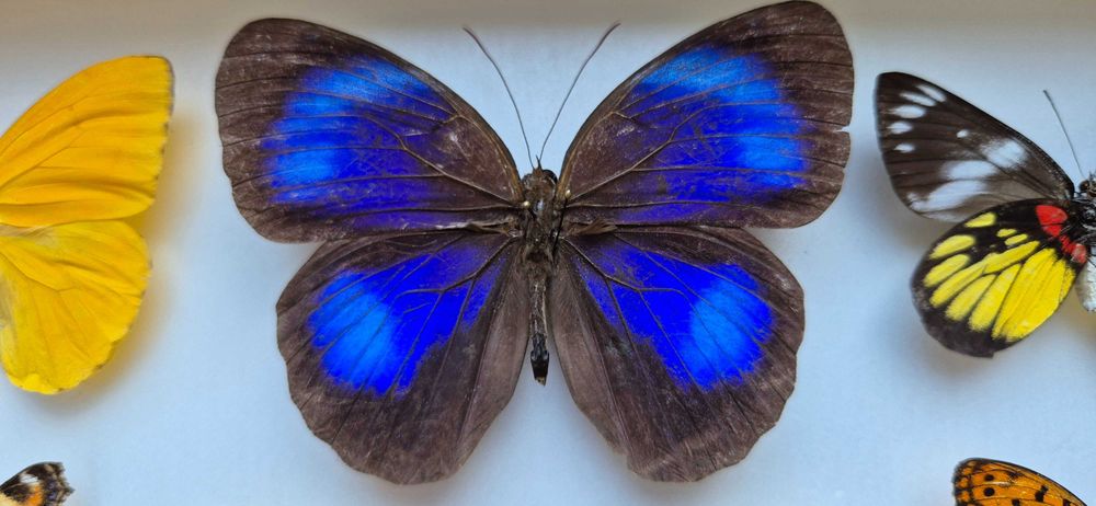 Gablotka motyle ćmy Stichophthalma Thaumantis Urania Papilio i inne