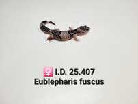Eublepharis fuskus (gekon)