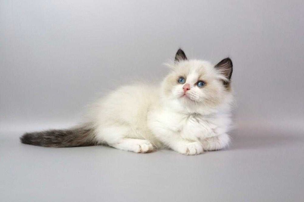 Мега ласкавий хлопчик. Порода-Ragdoll//Регдолл. Ласкава малеча