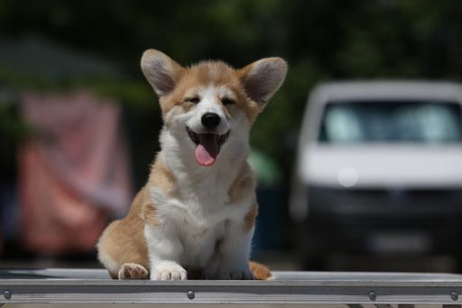 Мальчик корги_Джери