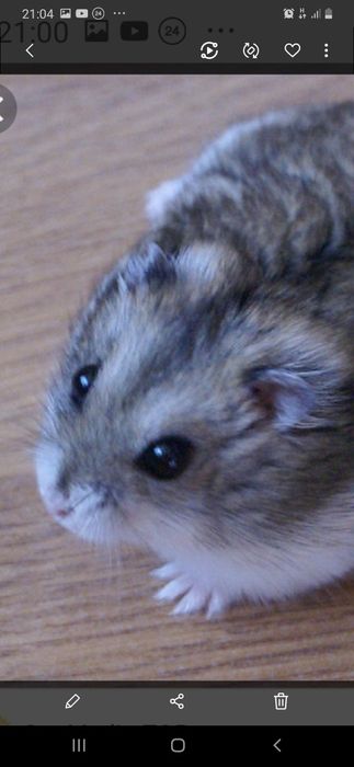 Хомяки джунгарские