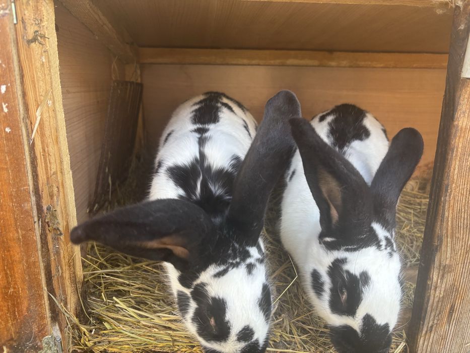 Sprzedam dwa kroliki czarnobiale