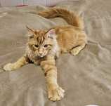 Kocurek Maine Coon