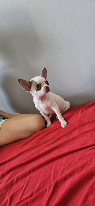 Suczka chihuahua