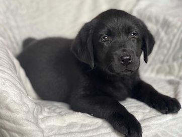 Labrador retriever ,labradory czarna suczka szczeniak ZKwP ,FCI