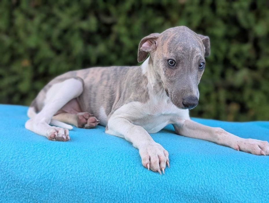 Whippet FCI, piesek MAGIC