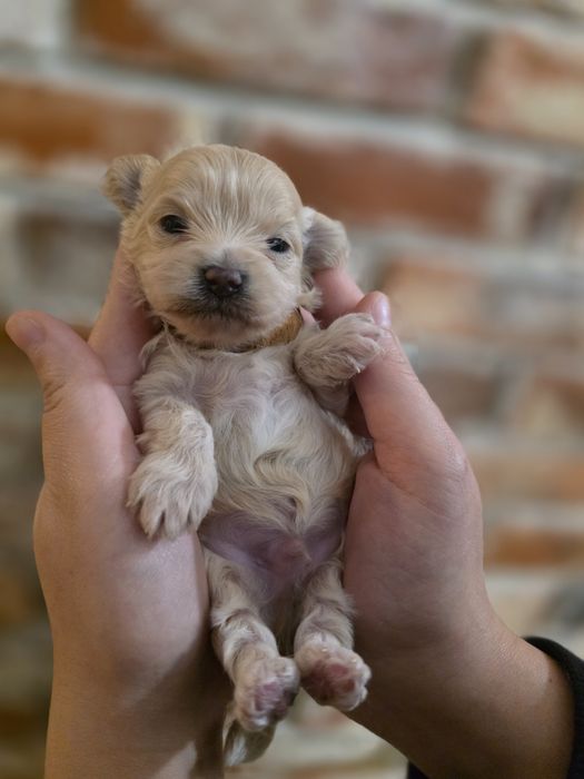 Maltipoo f1 piesek xxs  do rezerwacji !