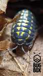 Armadillidium gestroi PAKIET ekipa sprzątająca izopody do terrarium