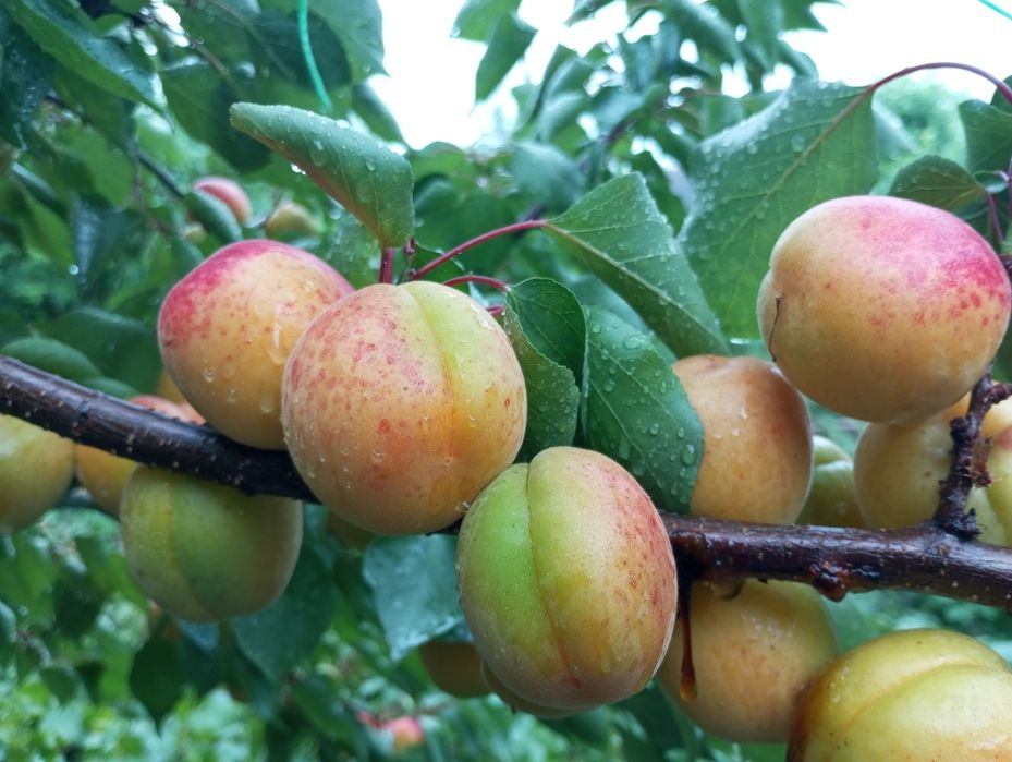 Черенки для прививки