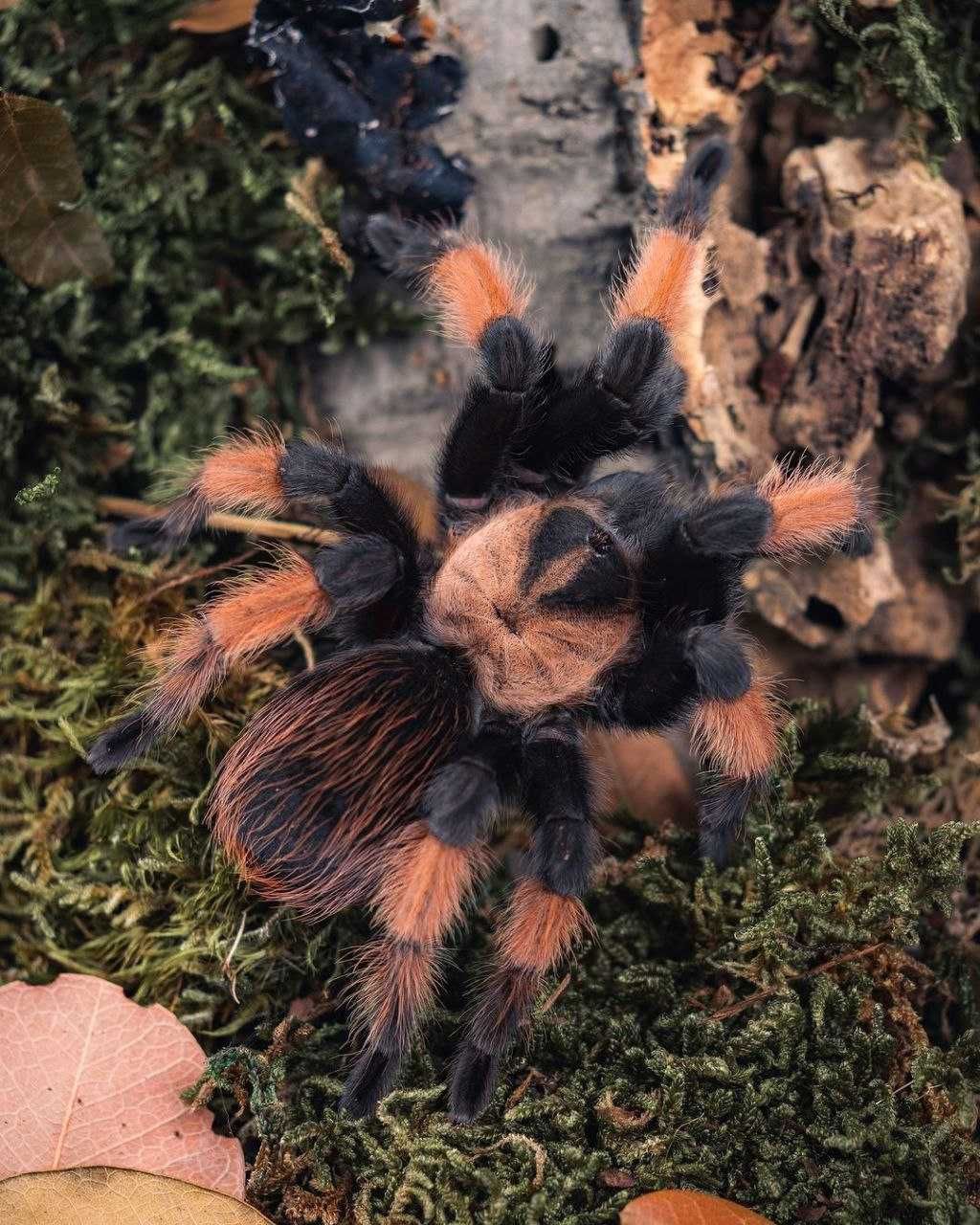 брахипельма эмилия самка паука птицееда для новичков тарантул