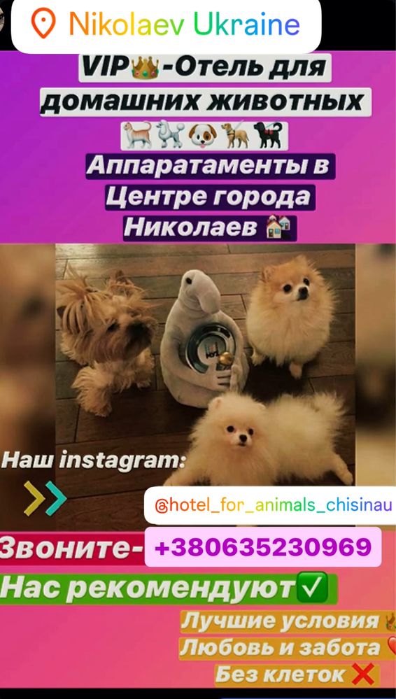 VIP гостиница для собак и кошек передержка животных готель для тварин
