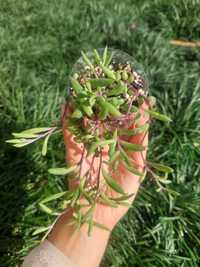 [Planta] Suculenta Othona capensis - Colar de Rubi