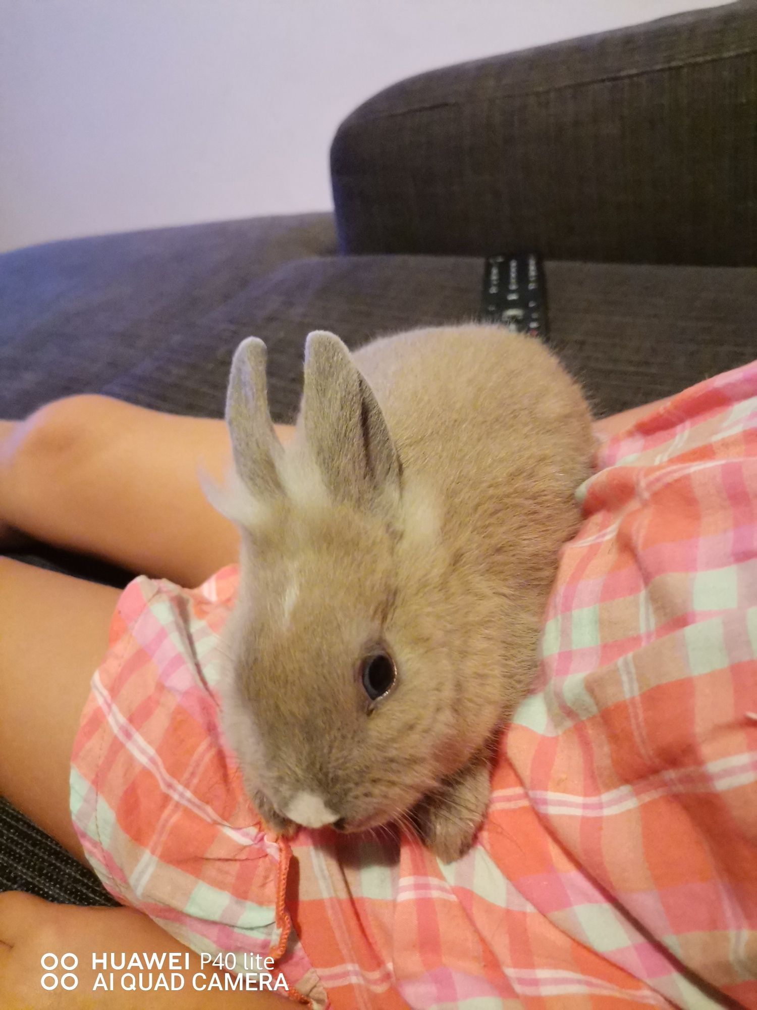 Coelhos Anões Toy