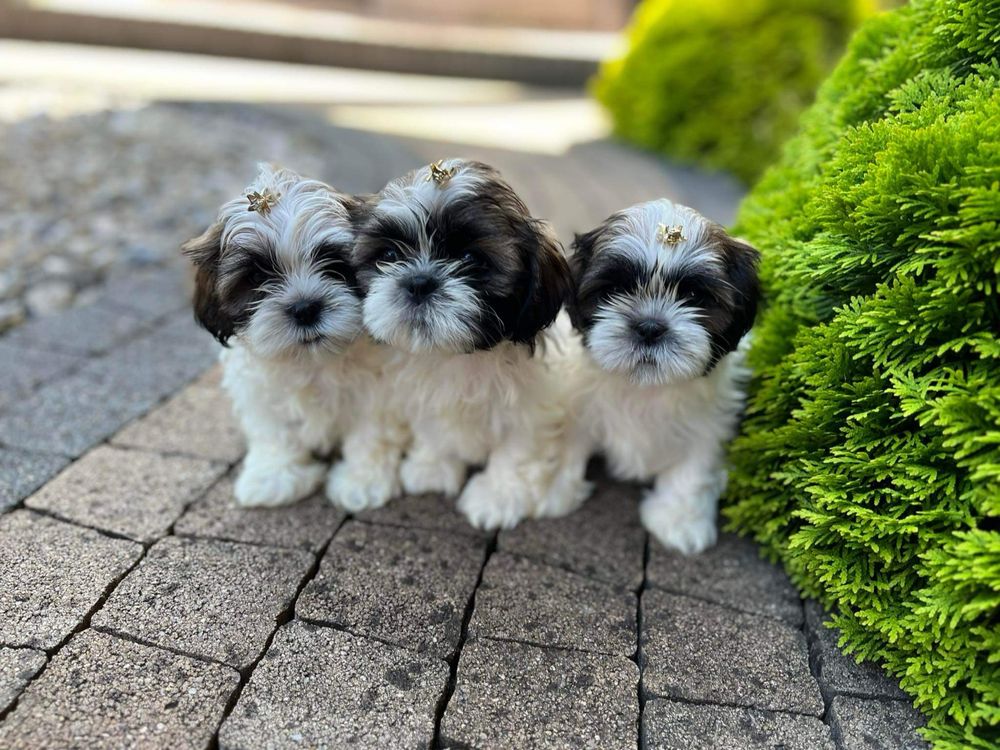 Shih Tzu szczeniak
