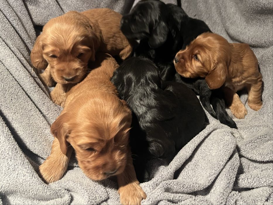 Cocker spaniel szczeniak