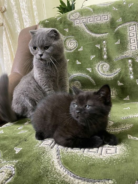 Британська темно шоколадна киця шотландці кошенята