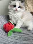 Kotka Ragdoll Thalia cuudo !