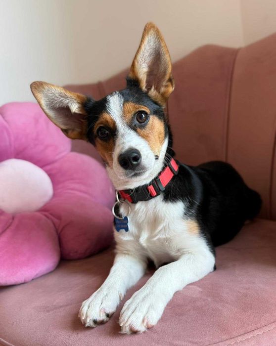 Mała Debra do adopcji!