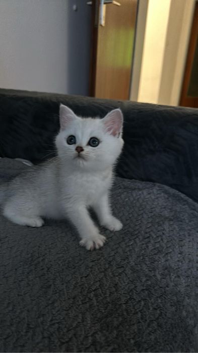 Британский кот на вязку с отличной родословной.