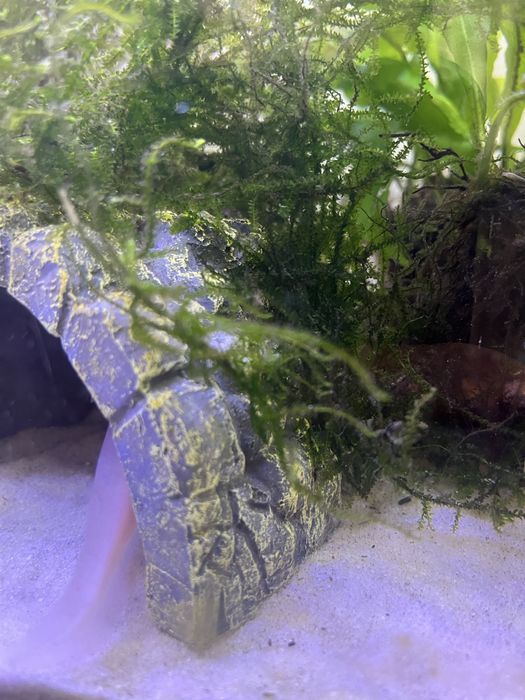 Vendo varias decoracões para aquario (ler descricão)