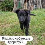 Віддам собачок в добрі руки