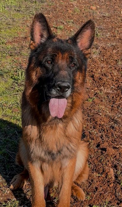 Cachorro Pastor Alemão Puro filho e neto de Campeões